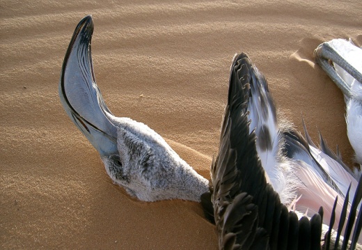 Phoenicopterus ruber (Flaman rose)