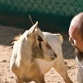 Oryx leucoryx (Oryx d'Arabie)
