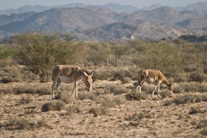 Equus hemionus onager (Onagre)