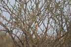 Sylvia leucomelanea (Fauvette d'Arabie)