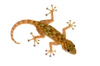 Ptyodactylus hasselquistii Donndorff
