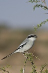 Lanius excubitor (Pie-grièche grise)