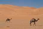 Camelus dromedarius (Dromadaire)