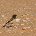 Oenanthe cypriaca (Traquet de Chypre)