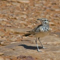 alaemon-alaudipes-saudi-arabia.jpg
