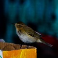 phylloscopus-trochilus-saudi-arabia.jpg