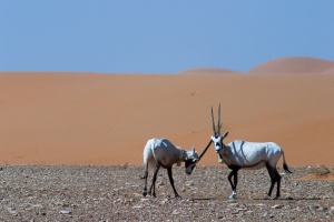 Oryx leucoryx (Oryx d'Arabie)