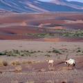 oryx-leucoryx-saudi-arabia-8.jpg