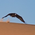 torgos-tracheliotus-saudi-arabia-4.jpg