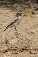 Oenanthe deserti (Traquet du désert)