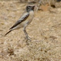Oenanthe deserti (Traquet du désert)