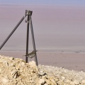 turdus-philomelos-saudi-arabia.jpg