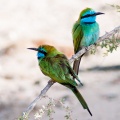 merops-orientalis-saudi-arabia.jpg