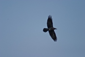 Corvus rufficolis (Corbeau brun)