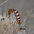 Chenille