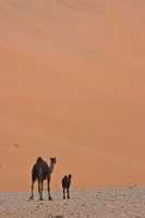 Camelus dromedarius (Dromadaire)