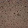 ammomanes-cinctura-saudi-arabia.jpg