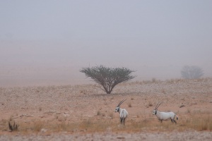 Oryx leucoryx in fog
