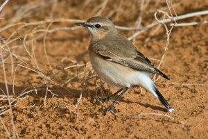 Oenanthe isabellina (Traquet isabelle)