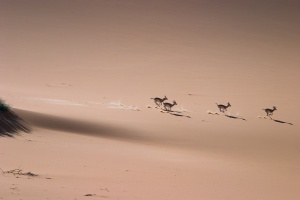 Gazella subguttrosa marica (Reem)