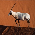 oryx-leucoryx-saudi-arabia-14.jpg
