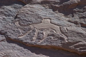 Camelus dromedarius (Dromadaire) petroglyph