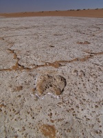 Fossil footprint