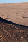 Capra ibex (Bouquetin) petroglyph