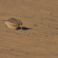 Ammomanes deserti (Ammomane isabelline)