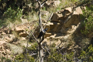 Corvus rhipidurus (Corbeau à queue courte)