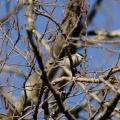 parus-palustris-switzerland.jpg
