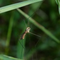 tipulidae-switzerland.jpg