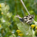 Melanargia galathea L. (Demi-deuil)