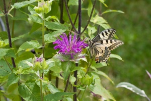 Papilio machaon (Machaon)