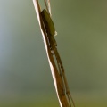 tetragnatha-sp-switzerland.jpg