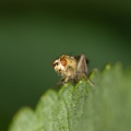 diptera-switzerland.jpg