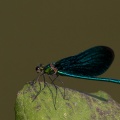 calopteryx-virgo-switzerland.jpg