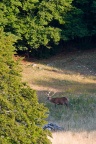 Cervus elaphus (Cerf)