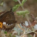 erebia-euryale-italy.jpg