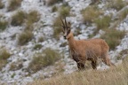 Rupicapra pyrenaica (Chamois)