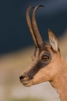 Rupicapra pyrenaica (Chamois)