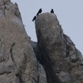Pyrrhocorax pyrrhocorax (Crave à bec rouge)