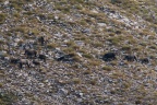 Sus scrofa (Sanglier)