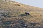 Sus scrofa (Sanglier)