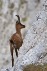 Rupicapra pyrenaica (Chamois)