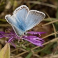 Polyommatus coridon (Bleu nacré)