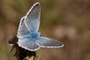 Polyommatus coridon (Bleu nacré)