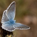 Polyommatus coridon (Bleu nacré)