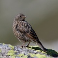 Prunella collaris (Accenteur alpin)