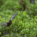 Fringilla coelebs (Pinson des arbres)